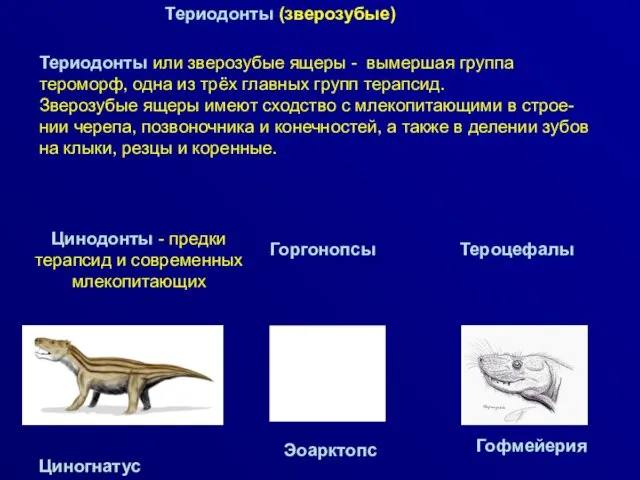 Териодонты (зверозубые) Циногнатус Териодонты или зверозубые ящеры - вымершая группа
