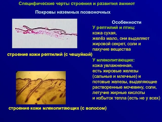 Покровы наземных позвоночных строение кожи рептилий (с чешуйкой) строение кожи