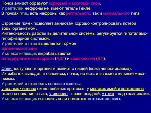 Почки амниот образуют корковый и мозговой слои. У рептилий нефроны