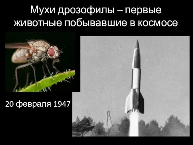 Мухи дрозофилы – первые животные побывавшие в космосе 20 февраля 1947