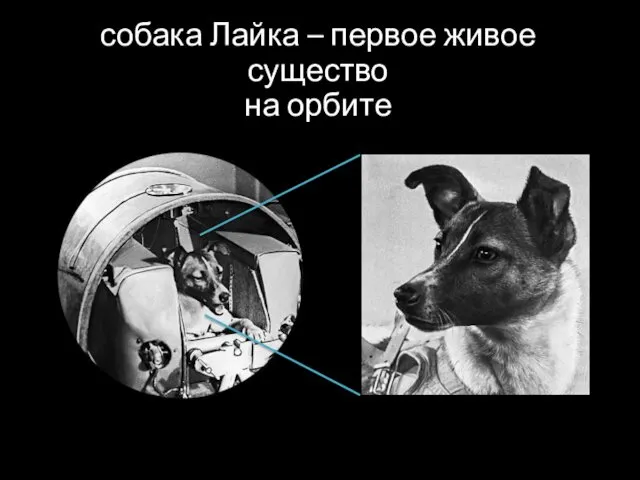 собака Лайка – первое живое существо на орбите