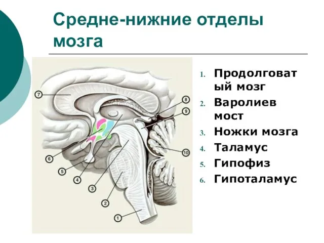 Средне-нижние отделы мозга Продолговатый мозг Варолиев мост Ножки мозга Таламус Гипофиз Гипоталамус