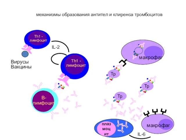В- лимфоцит плазмоцит Тр Тр IL-2 IL-6 иммунная тромбоцитопеническая пурпура