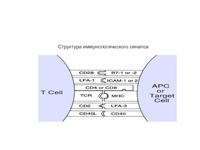 Структура иммунологического синапса