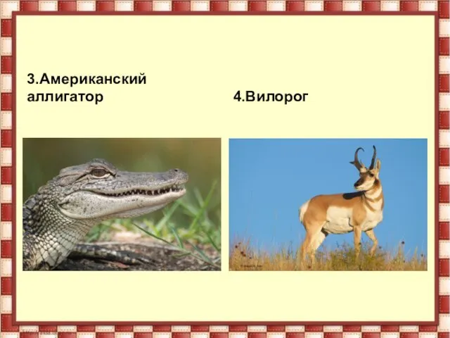 3.Американский аллигатор 4.Вилорог