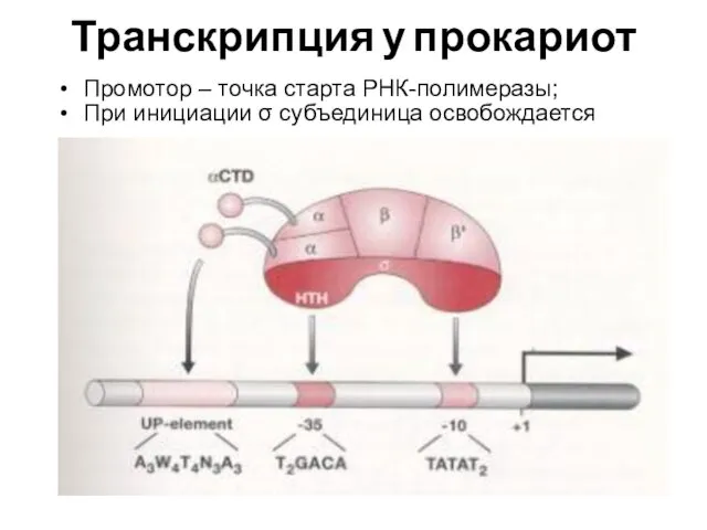 Транскрипция у прокариот Промотор – точка старта РНК-полимеразы; При инициации σ субъединица освобождается