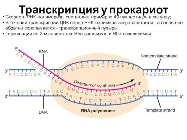 Транскрипция у прокариот Скорость РНК-полимеразы составляет примерно 40 нуклеотидов в