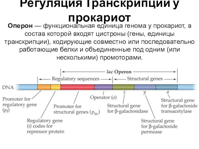 Регуляция Транскрипции у прокариот Оперон — функциональная единица генома у прокариот, в состав