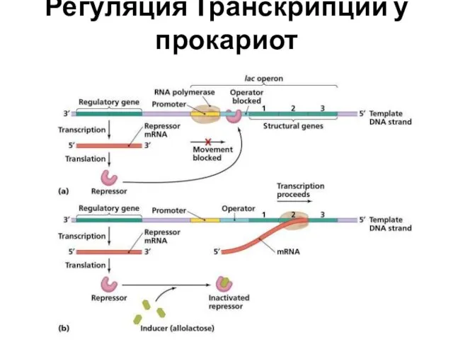 Регуляция Транскрипции у прокариот