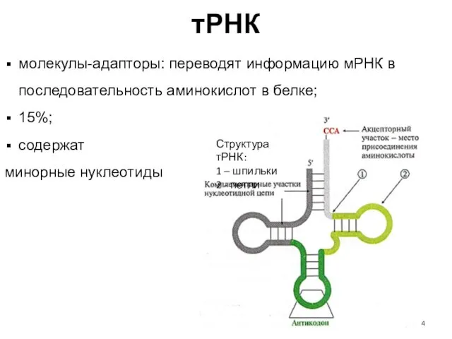 тРНК Структура тРНК: 1 – шпильки 2 - петли молекулы-адапторы: переводят информацию мРНК