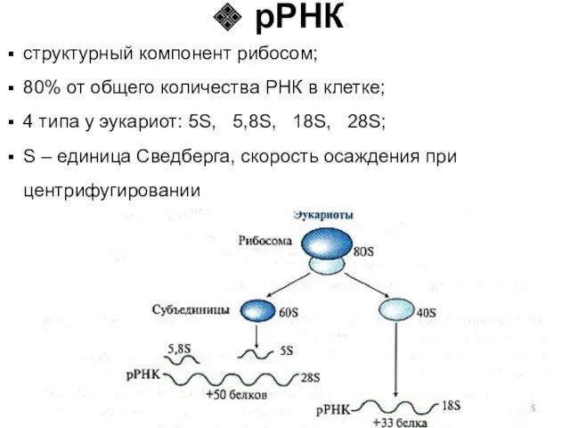 структурный компонент рибосом; 80% от общего количества РНК в клетке; 4 типа у