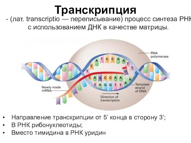 Транскрипция - (лат. transcriptio — переписывание) процесс синтеза РНК с использованием ДНК в