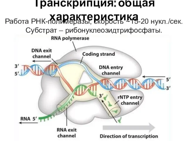 Транскрипция: общая характеристика Работа РНК-полимеразы, скорость ~15-20 нукл./сек. Субстрат – рибонуклеозидтрифосфаты.