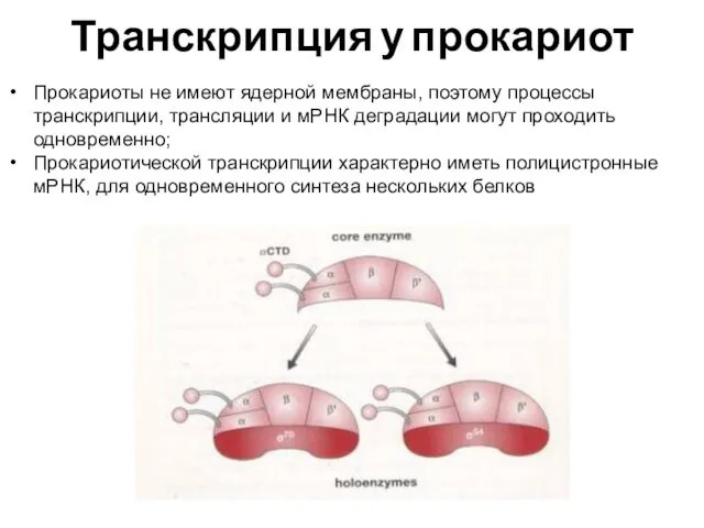 Транскрипция у прокариот Прокариоты не имеют ядерной мембраны, поэтому процессы транскрипции, трансляции и
