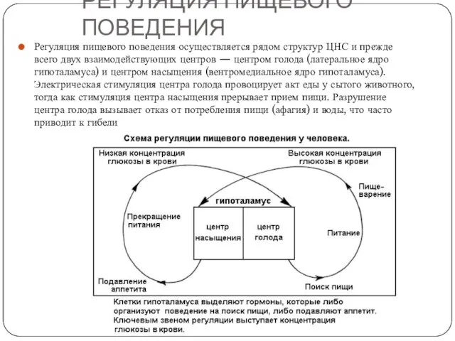 РЕГУЛЯЦИЯ ПИЩЕВОГО ПОВЕДЕНИЯ Регуляция пищевого поведения осуществляется рядом структур ЦНС и прежде всего