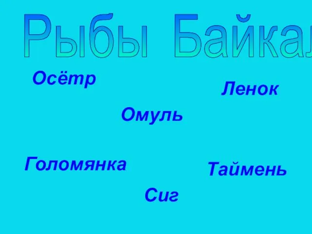 Рыбы Байкала Осётр Таймень Ленок Сиг Омуль Голомянка