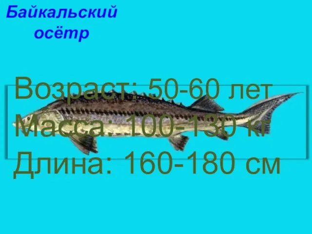 Байкальский осётр Возраст: 50-60 лет Масса: 100-130 кг Длина: 160-180 см