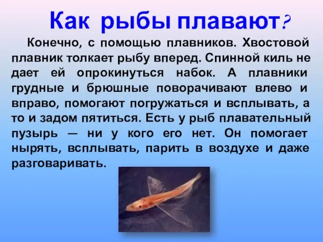 Как рыбы плавают? Конечно, с помощью плавников. Хвостовой плавник толкает