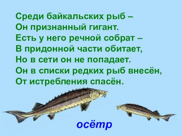 осётр Среди байкальских рыб – Он признанный гигант. Есть у