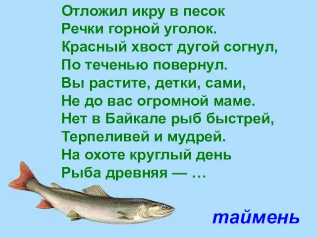 таймень Отложил икру в песок Речки горной уголок. Красный хвост