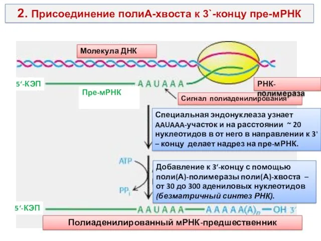 2. Присоединение полиА-хвоста к 3`-концу пре-мРНК Молекула ДНК Пре-мРНК 5‘-КЭП