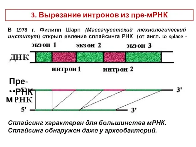 3. Вырезание интронов из пре-мРНК В 1978 г. Филипп Шарп