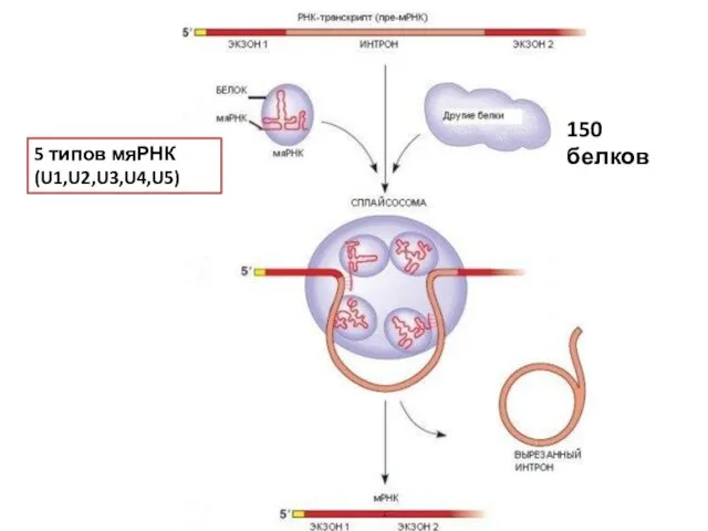 5 типов мяРНК (U1,U2,U3,U4,U5) 150 белков
