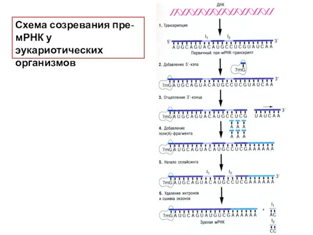 Схема созревания пре-мРНК у эукариотических организмов