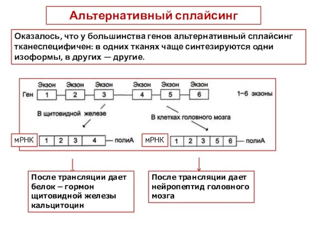 После трансляции дает белок – гормон щитовидной железы кальцитоцин мРНК