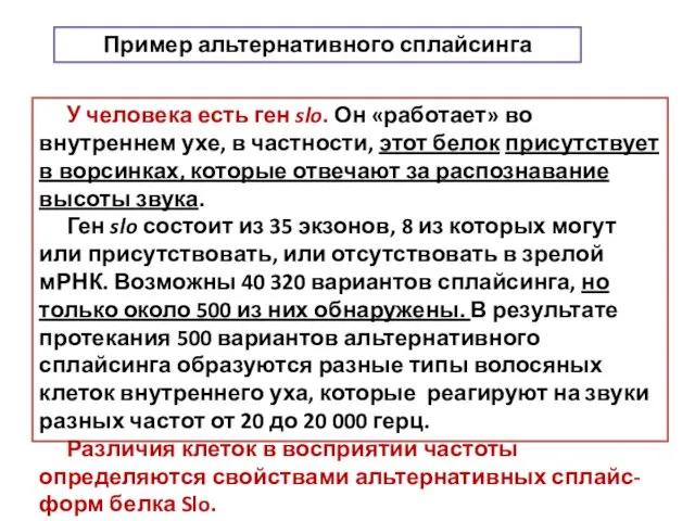 У человека есть ген slo. Он «работает» во внутреннем ухе,