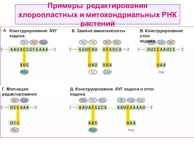 Примеры редактирования хлоропластных и митохондриальных РНК растений А. Конструирование АУГ