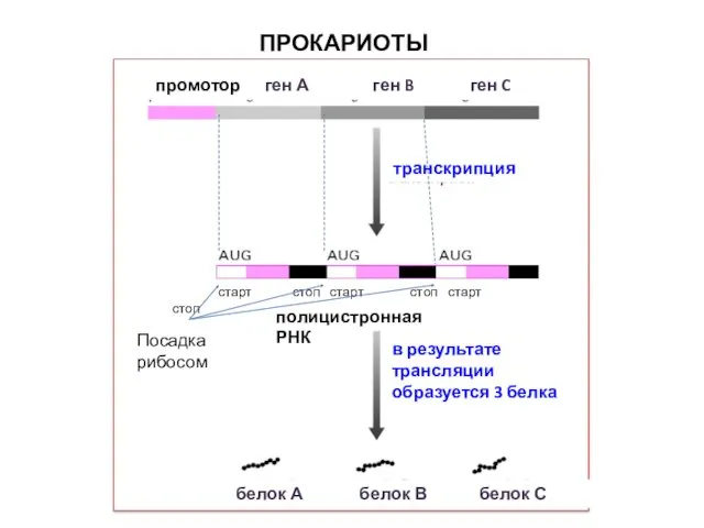 ПРОКАРИОТЫ промотор ген А ген B ген C транскрипция старт