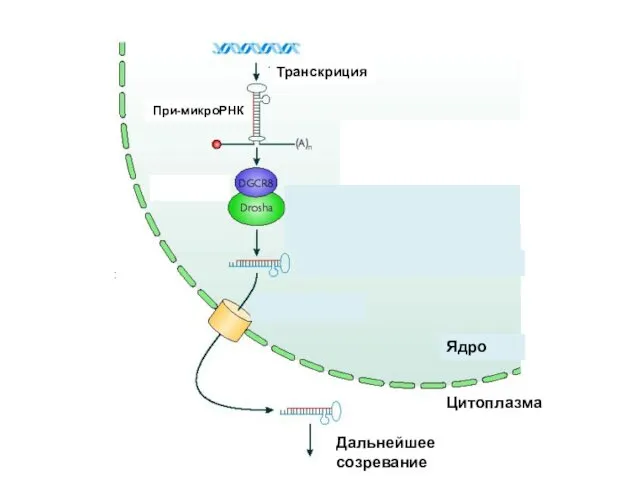 Транскриция При-микроРНК Обрезание шпильки Ядро Цитоплазма Дальнейшее созревание