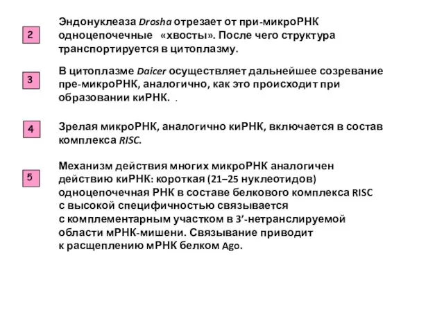 2 Эндонуклеаза Drosha отрезает от при-микроРНК одноцепочечные «хвосты». После чего