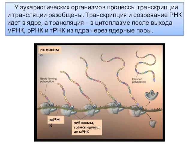 У эукариотических организмов процессы транскрипции и трансляции разобщены. Транскрипция и