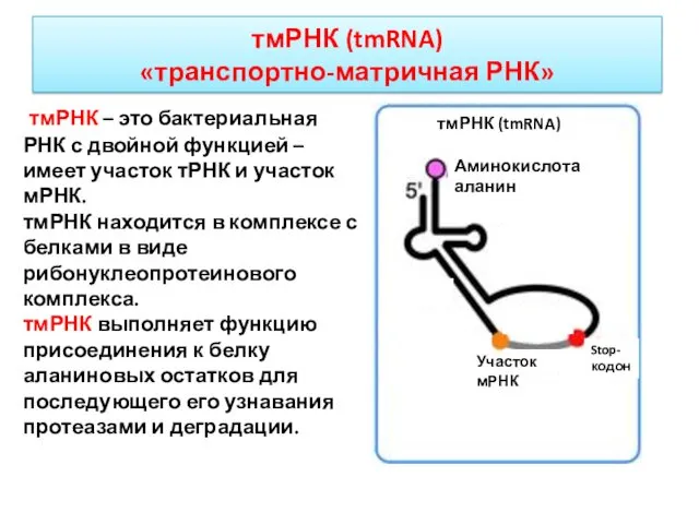 тмРНК – это бактериальная РНК с двойной функцией – имеет