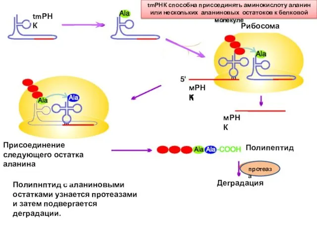 tmРНК Рибосома мРНК мРНК tmРНК способна присоединять аминокислоту аланин или