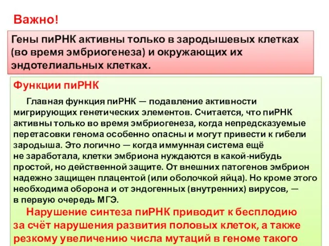 Гены пиРНК активны только в зародышевых клетках (во время эмбриогенеза)