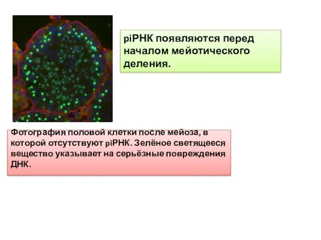 Фотография половой клетки после мейоза, в которой отсутствуют piРНК. Зелёное