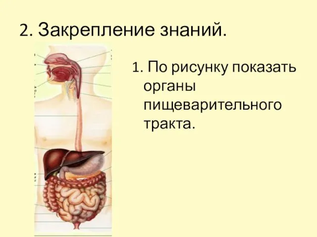 2. Закрепление знаний. 1. По рисунку показать органы пищеварительного тракта.