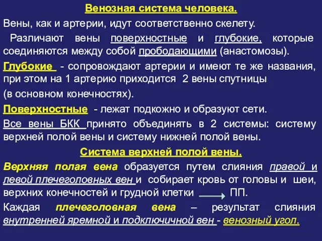 Венозная система человека. Вены, как и артерии, идут соответственно скелету.