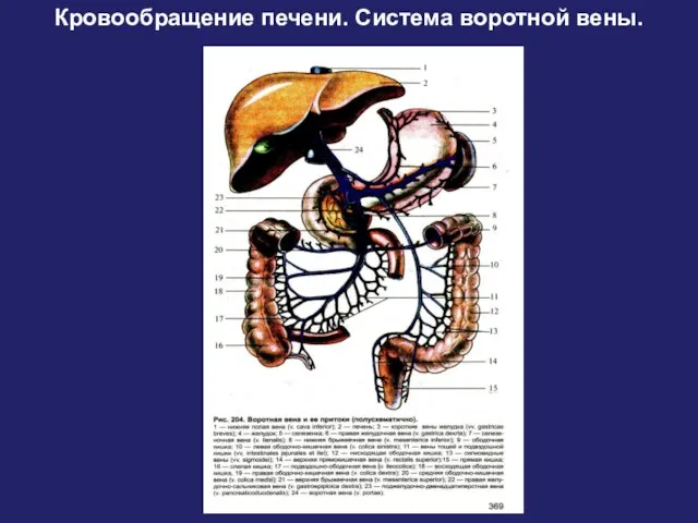 Кровообращение печени. Система воротной вены.