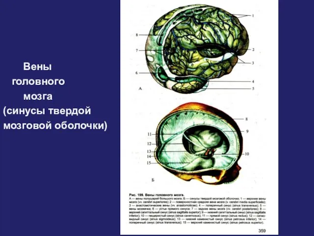 Вены головного мозга (синусы твердой мозговой оболочки)