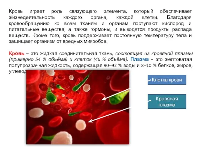 Клетка крови Кровяная плазма Кровь играет роль связующего элемента, который обеспечивает жизнедеятельность каждого