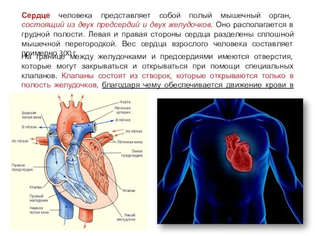 Сердце человека представляет собой полый мышечный орган, состоящий из двух предсердий и двух