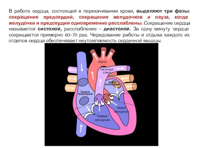 В работе сердца, состоящей в перекачивании крови, выделяют три фазы: сокращение предсердий, сокращение