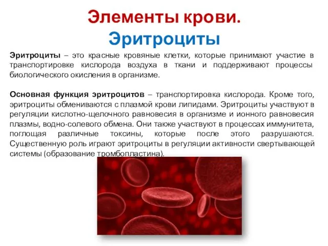 Элементы крови. Эритроциты Эритроциты – это красные кровяные клетки, которые принимают участие в