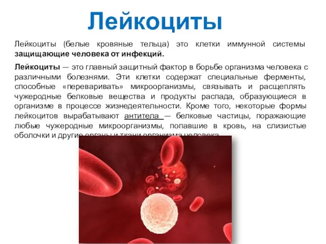 Лейкоциты Лейкоциты (белые кровяные тельца) это клетки иммунной системы защищающие