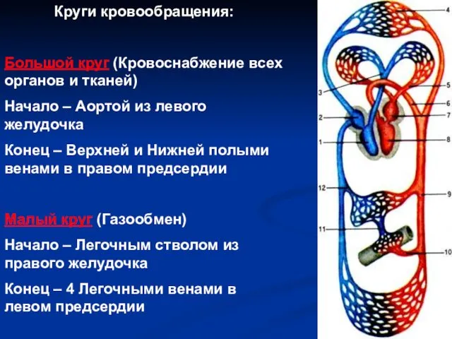 Круги кровообращения: Большой круг (Кровоснабжение всех органов и тканей) Начало