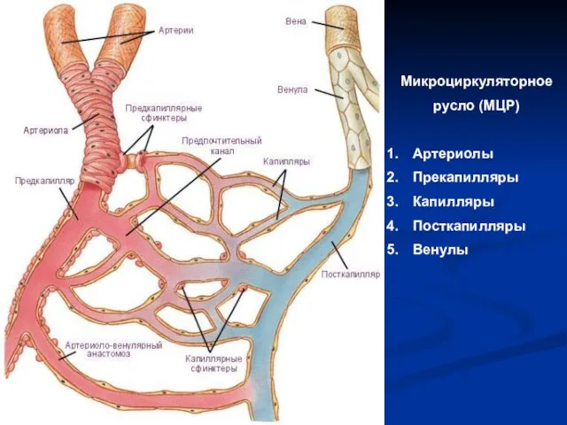 Микроциркуляторное русло (МЦР) Артериолы Прекапилляры Капилляры Посткапилляры Венулы